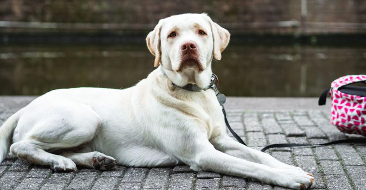 Some dog breeds leave owners so satisfied they'd happily choose them all over again 1 featured image a9b932240fe7 c0be0b22df4c
