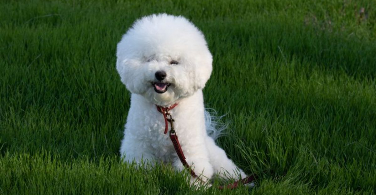 The front door closes and the hardest part of the day may begin for these highly social dog breeds 1 featured image a9d2288c82c0 00723ed22692