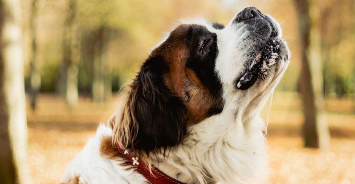 These giant balls of fur can stop strangers in their tracks - and their personalities keep people interested 1 featured image ac8a9ea1d18e 1918f14264ce