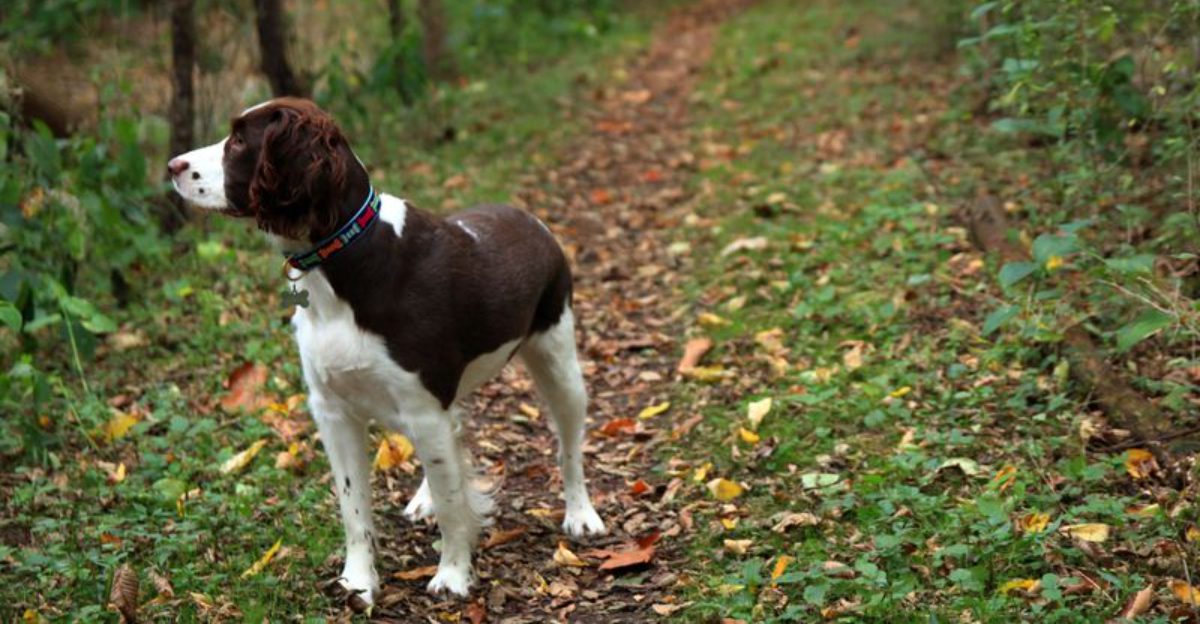 Skip the expert-level challenge for your first dog - these breeds may give beginners room to actually enjoy learning 1 featured image b23f94b14dbd b3c84775b255