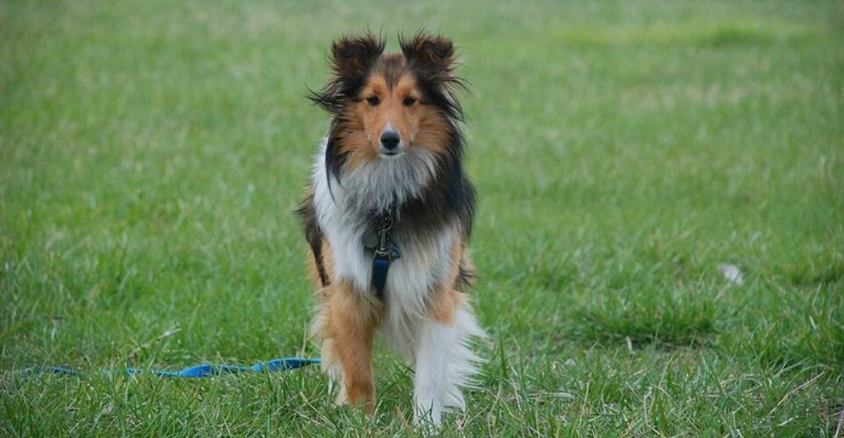 Owners don't need to question where they stand with these remarkably devoted companions 1 featured image b3daf5bbb18a 5e8d0141af99