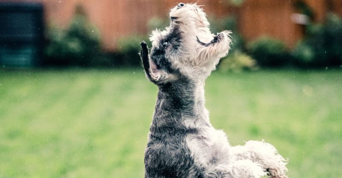 New environments rarely slow these 12 confident dog breeds down 1 featured image b66071a19907