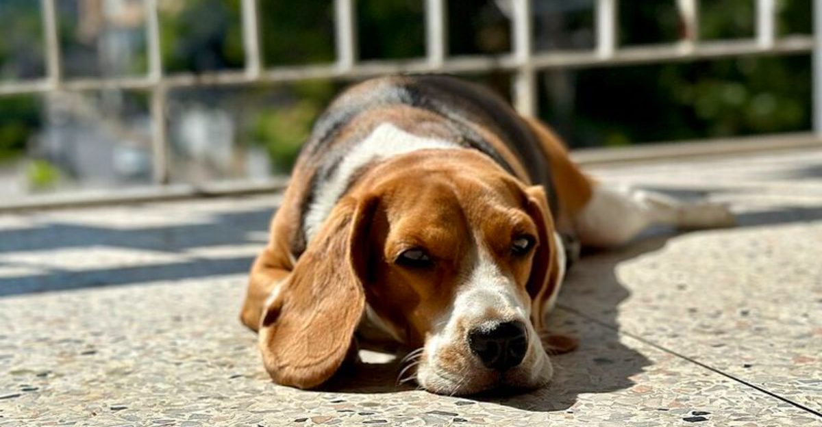 Silence isn't exactly the specialty of these famously vocal dog breeds 1 featured image b6e43a0aadf5 f4f706e087db