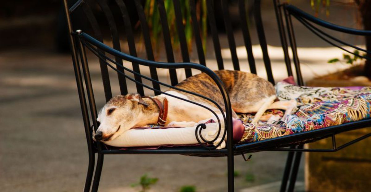 If fireworks worry you more than your dog, these breeds may surprise you 1 featured image b7237d3dd56f