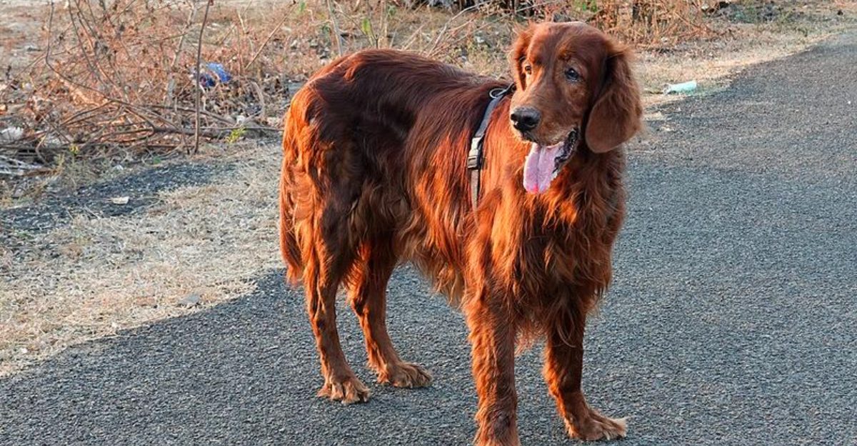 If everyone at home shares dog duties, these dog breeds may be an ideal match 1 featured image ba0b590b38a9