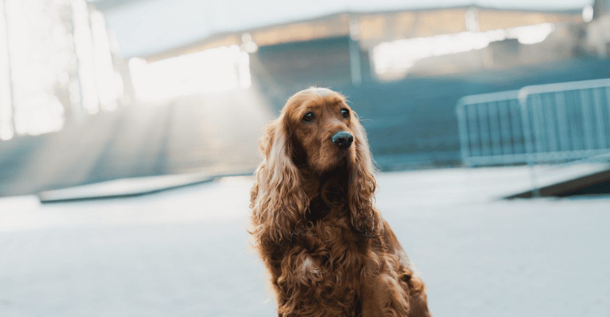 You don't always need to explain a bad day - these dog breeds may notice the change before anyone else 1 featured image ba76540fe7bc 1d60010ac09f