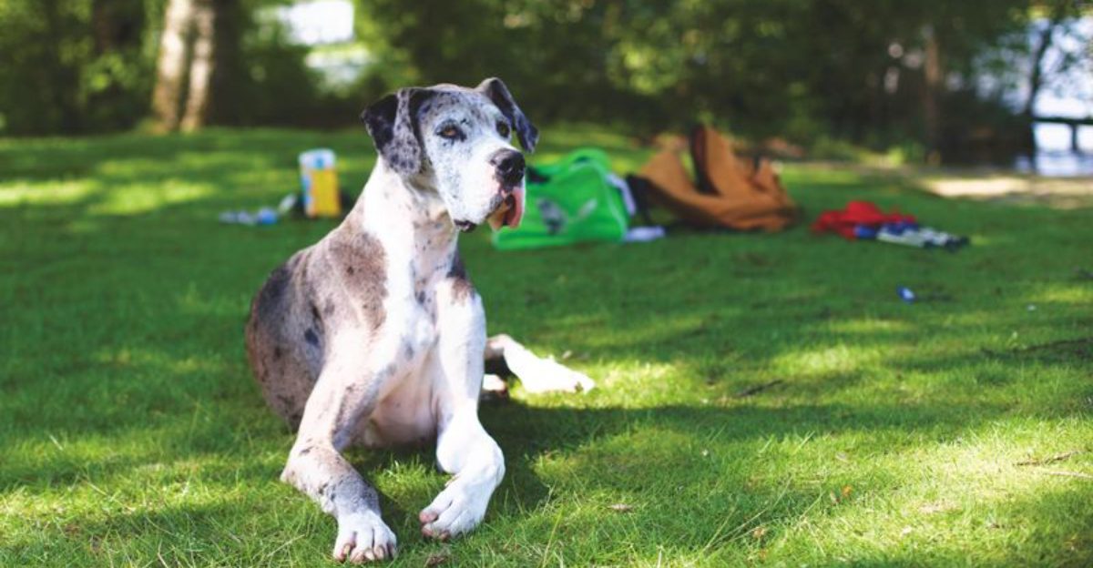 These dog breeds often stay level-headed no matter what's happening around them 1 featured image baddbd5eb23b