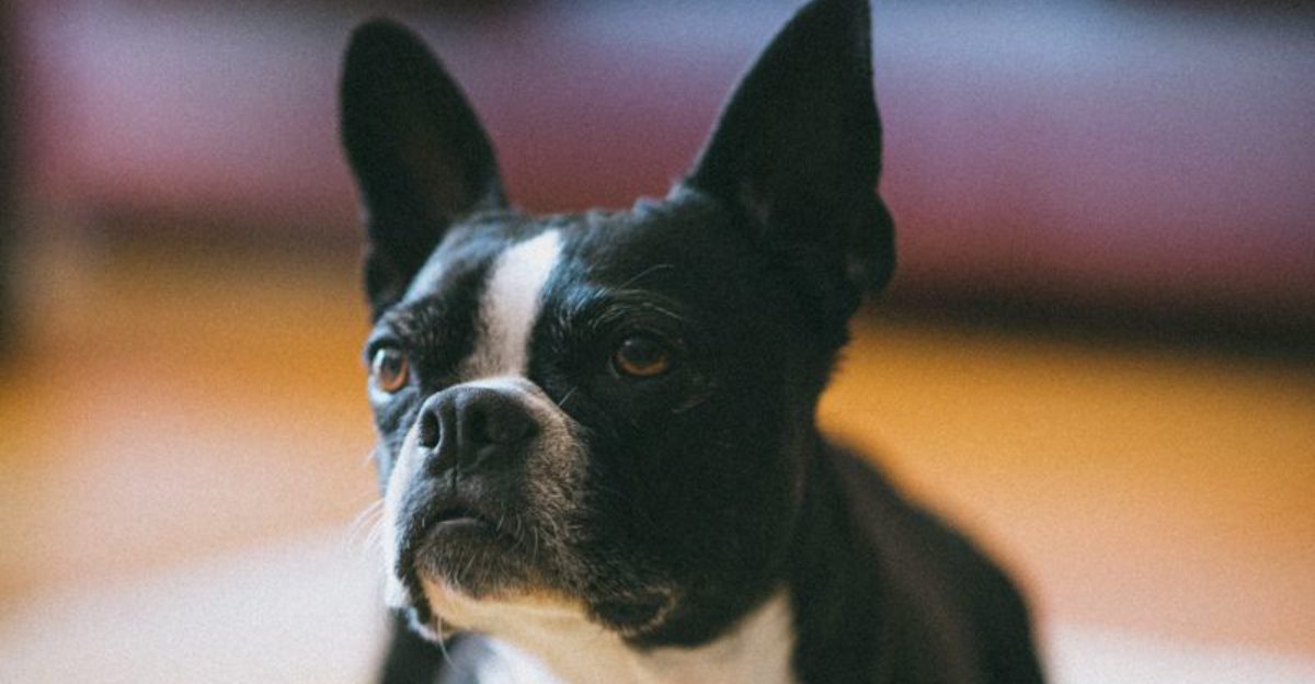 If your dog thinks every new person deserves a celebration, one of these breeds may explain everything 1 featured image c3311df57348 2f1bbeec5e2a