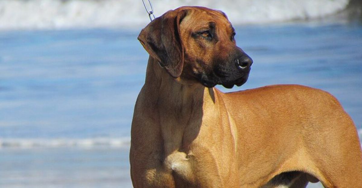 These 13 dog breeds often choose familiar faces over busy playgroups 1 featured image c3962cc04c2b