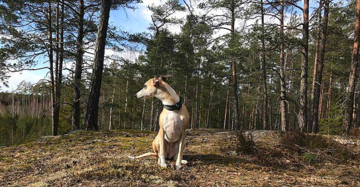 If peaceful days sound better than nonstop activity, these dog breeds deserve a closer look 1 featured image c53bab7ef46f