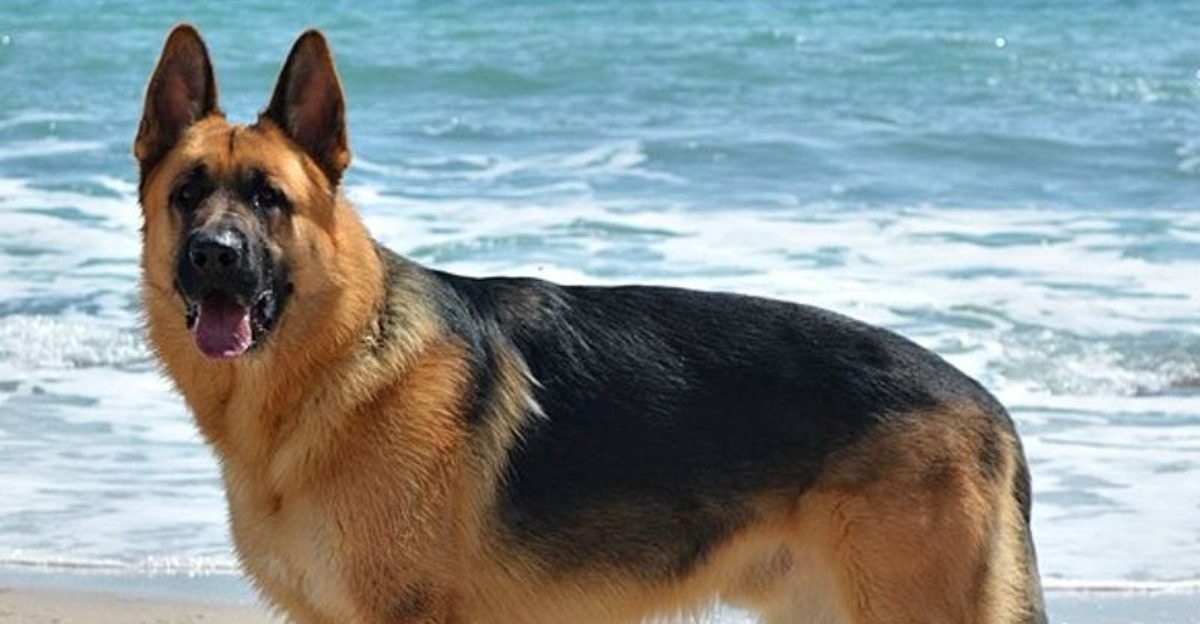 Breed reputation tells only part of the bite-risk story - training and circumstances matter enormously 1 featured image c5bc6f87caa3 191e7d55da48