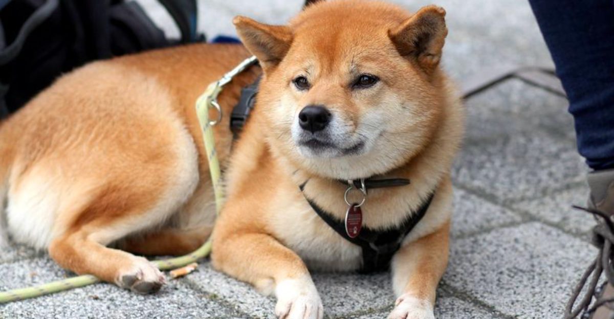 These dog breeds don't rush into every situation - they quietly figure it out first 1 featured image c894182b588c