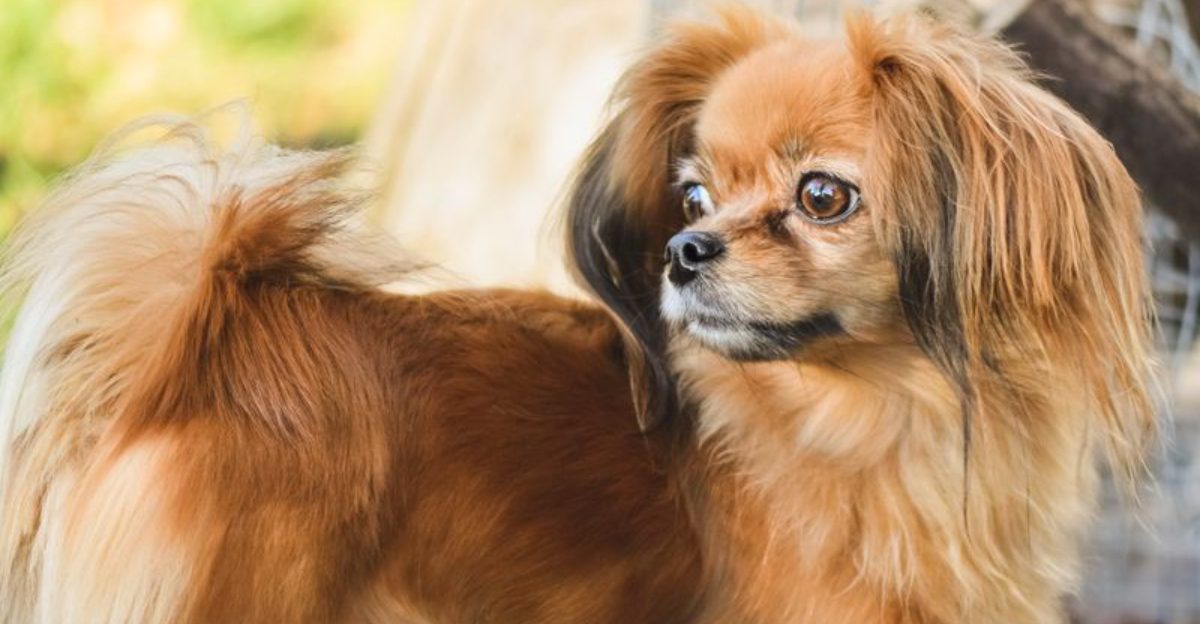 These 10 dog breeds quietly become the most stress-free members of the household 1 featured image cc560c4c2fcc