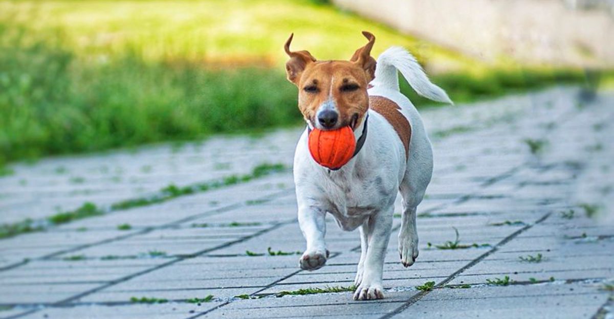 The perfect dog for your twenties may not be the perfect dog later - these breeds show why 1 featured image ce178f9c66d0 717d41105acc