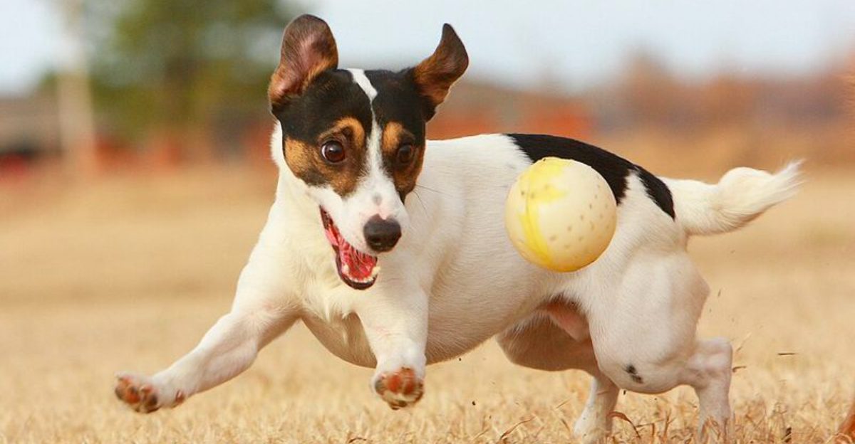 The biggest off-leash mistake owners make often involves these dog breeds 1 featured image d04e01a80e52