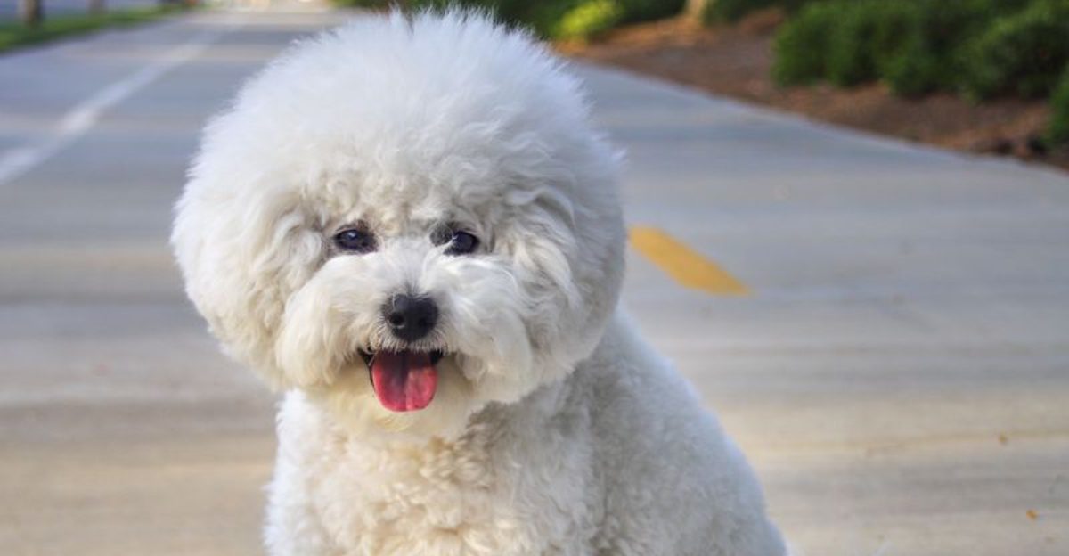 The family dog doesn't have to become another source of chaos - these breeds prove it 1 featured image d09395aab9e5 e7a70001e8b0