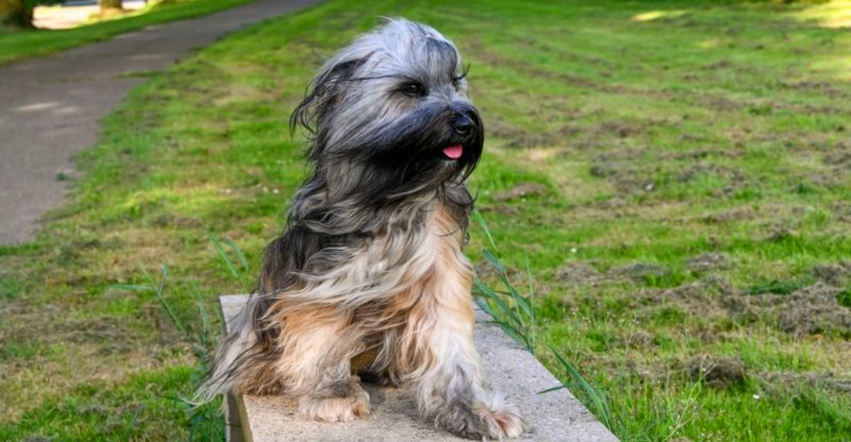 Everyone recognizes the famous breeds - These dogs earn their fans much more quietly 1 featured image d10fc08640ff 7707f564504d