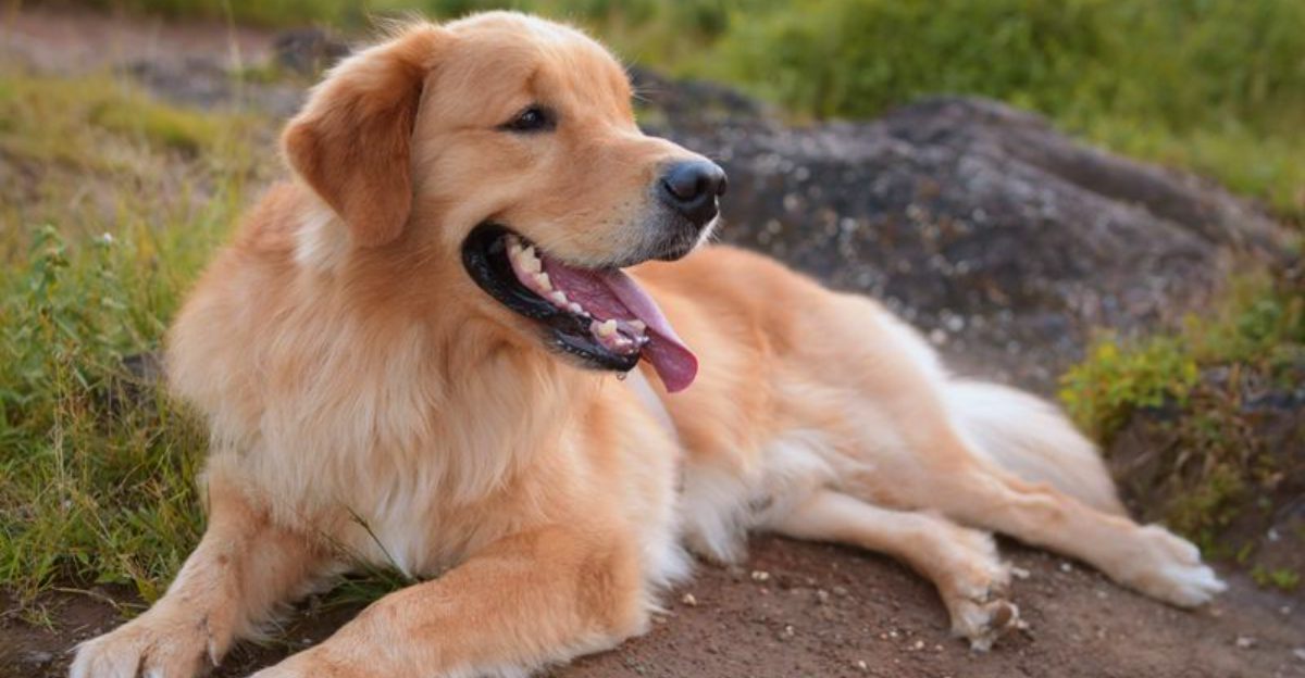 Gentle handling brings out the best in these emotionally aware companions 1 featured image d150b09a065a