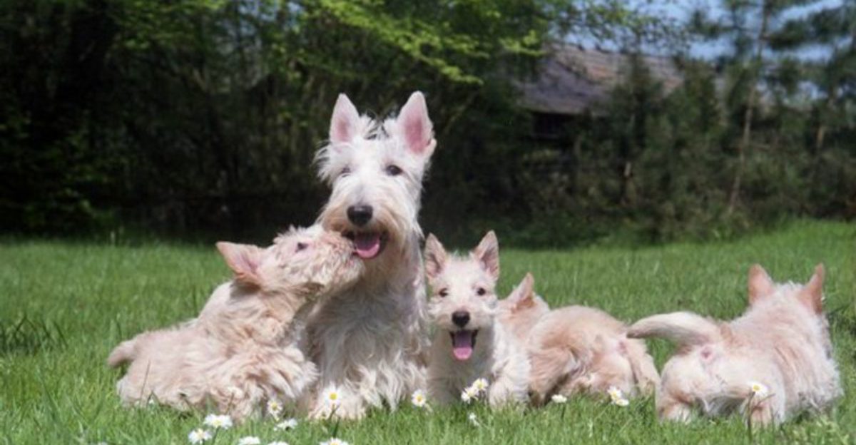 Social media can keep its breed of the month - These dogs have something trends can't manufacture 1 featured image d355cb744542 5df6843c4583