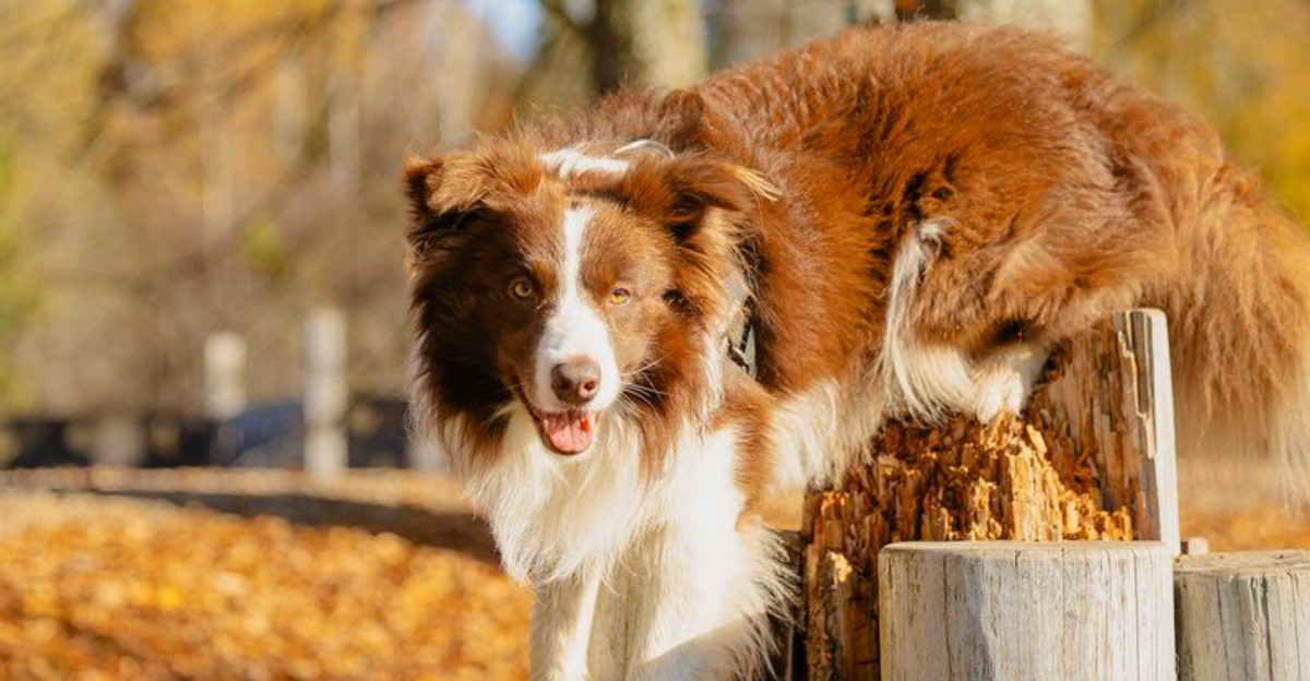 Some dog breeds leave such a lasting impression that every future companion has big shoes to fill 1 featured image d4ddc837a322