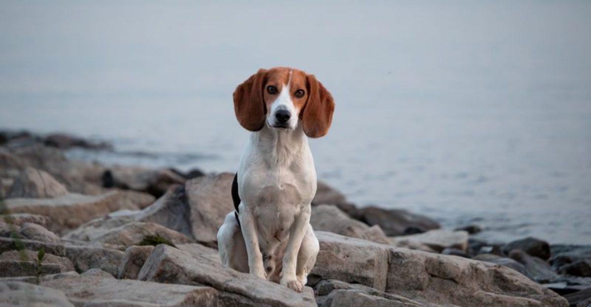 Your ordinary daily routine can become the most important thing in the world to these devoted dogs 1 featured image d67fd8b34dae 03b2c569bc1c