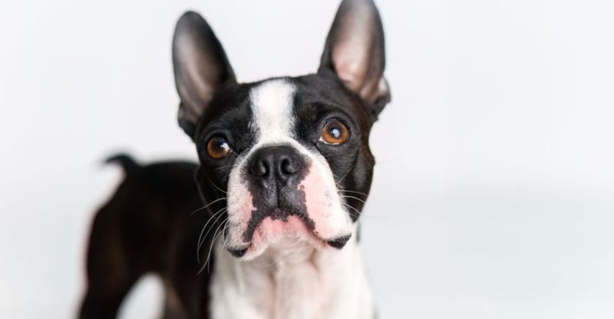 Looking for a companion for your slower years? These breeds offer different levels of activity 1 featured image d85673e20743 e5973d6f3951