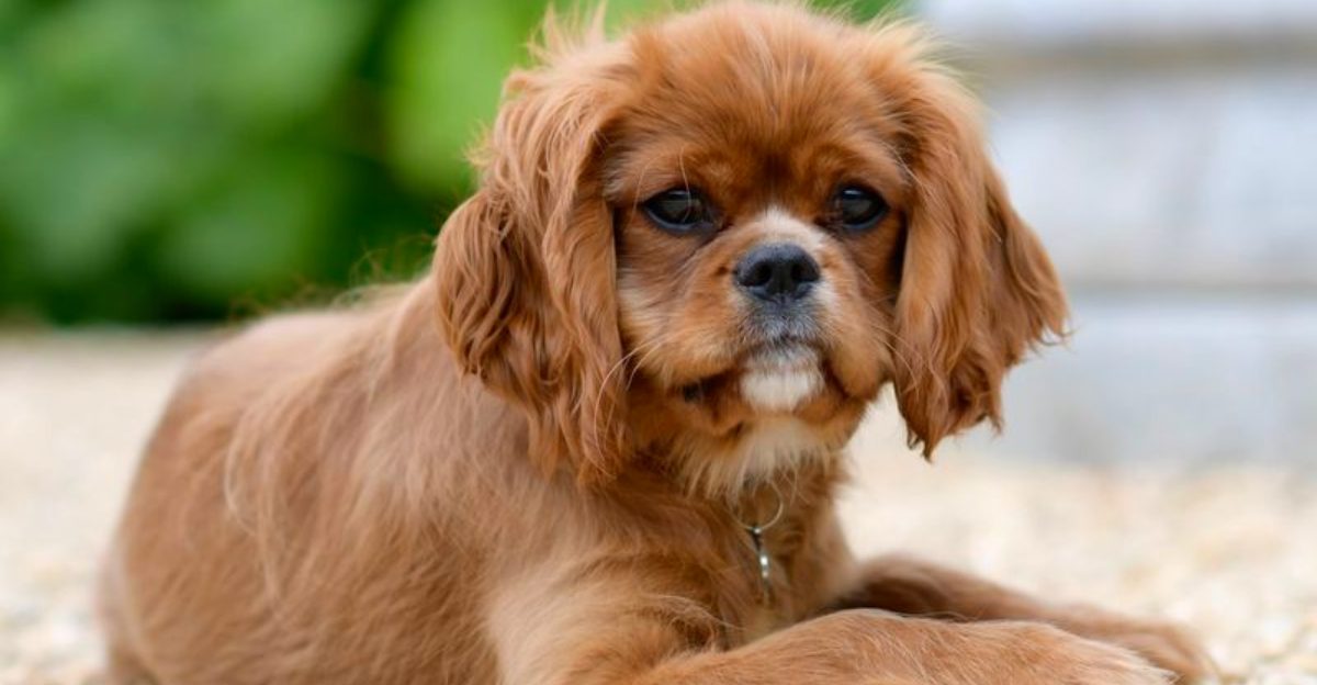 Owners often notice these dog breeds reacting to emotions others completely miss 1 featured image d9303998fdaa