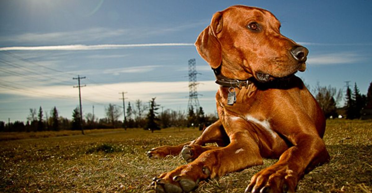 Living with these dog breeds can be incredibly rewarding - If you're ready for the challenge 1 featured image d97b2330f5e6