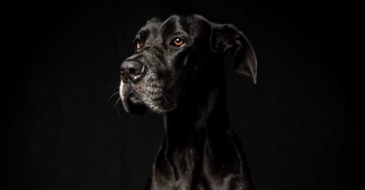 Given the right support, these dog breeds often become far more capable than anyone first expected 1 featured image dabe1855a378