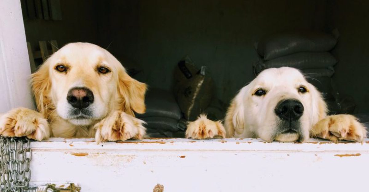 Some dog breeds seem to know exactly when their favorite person needs company 1 featured image dbc6e59d483e 209ee9bb1968