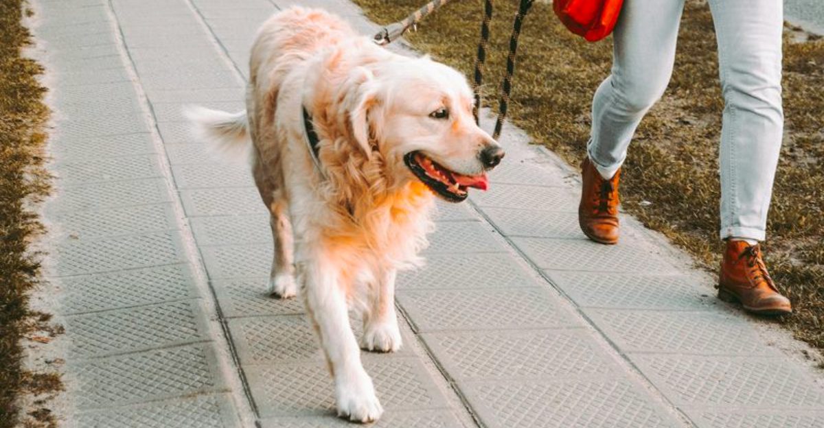 Many dogs pull because of routines owners accidentally repeat every day 1 featured image dbf2080b2195