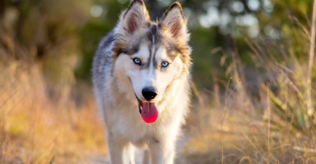 People choose these 12 dog breeds for one reason - but end up loving them for another 1 featured image ddce695cf923