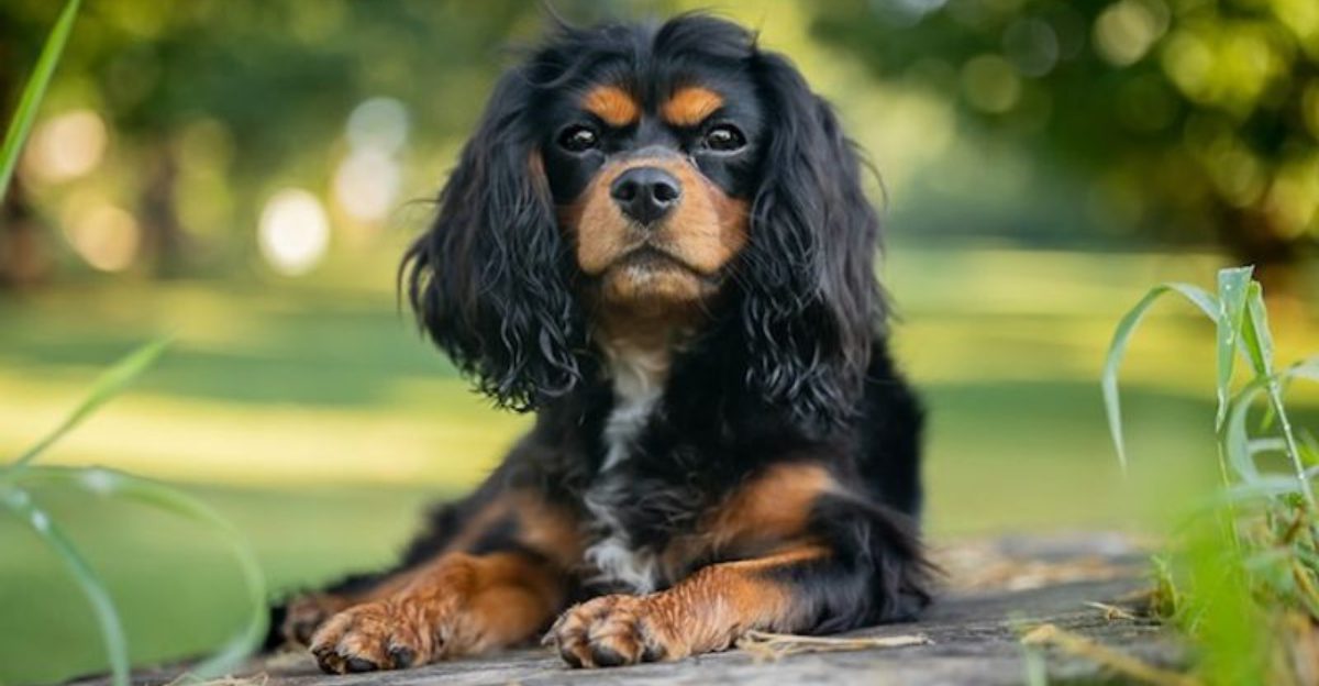 Sometimes the best dog is simply the one that makes everyday life easier 1 featured image e11380a0b5ec