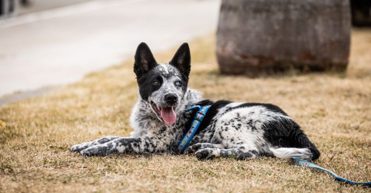 These dog breeds aren't necessarily difficult by accident - many were bred for jobs modern homes can't easily provide 1 featured image e3dbcac2562d ef41d2b626a9