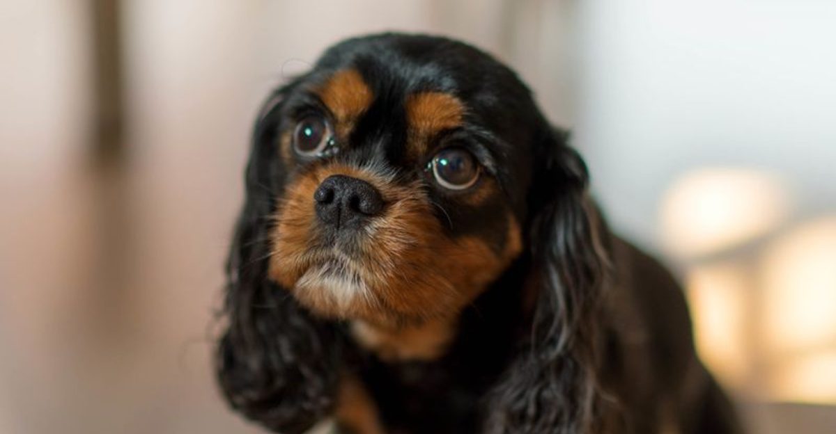 Some dog breeds simply have less to say - and peaceful households may love them for it 1 featured image e702a7e5b55a c600d7bdadcb