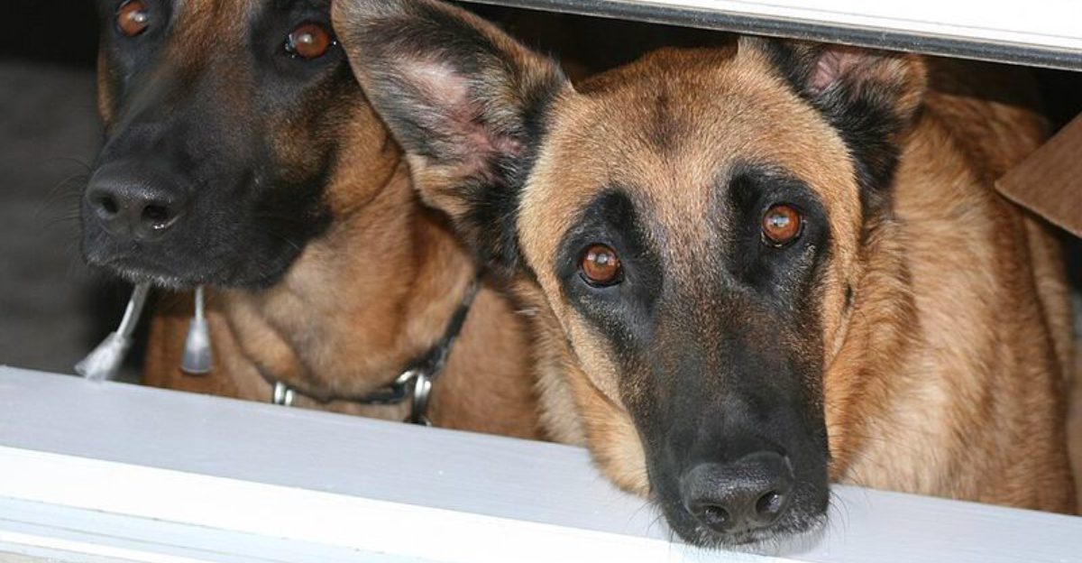Keeping these dog breeds fulfilled means challenging both their muscles and their minds 1 featured image ebba171ca9bb