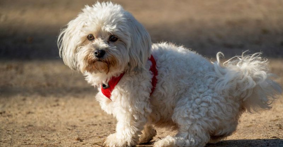 These dog breeds may follow you everywhere - but they don't always need you to entertain them 1 featured image ed77d2464c9d c0bbfc1eed93