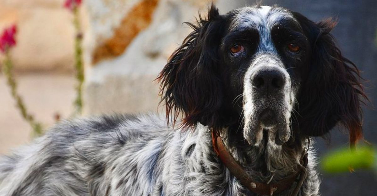 Looking for a companion with a built-in off switch? These breeds stand out 1 featured image ed8b54002c75
