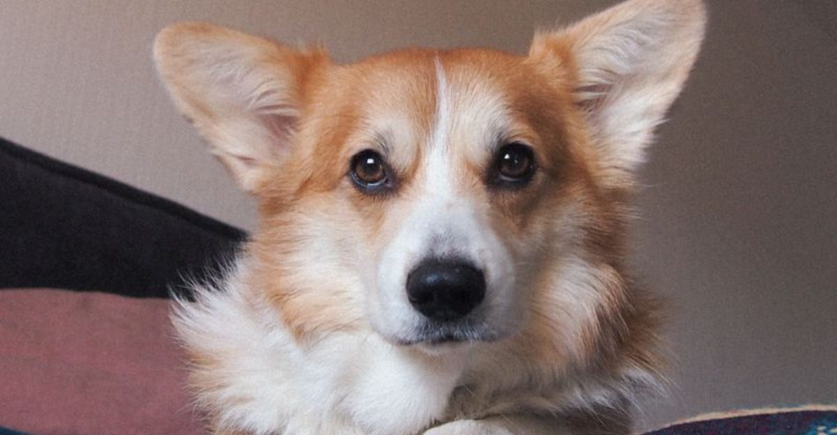 These dog breeds have a way of turning an ordinary homecoming into the biggest event of the day 1 featured image ed9a9ff78005 c3b845664b14