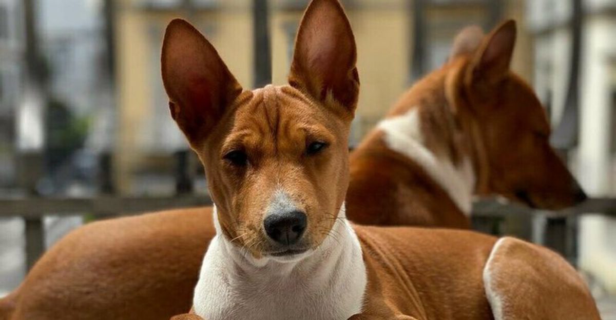 You can't charm every dog instantly - These breeds often make strangers earn their approval 1 featured image efc52861cbd4 b677eab63924