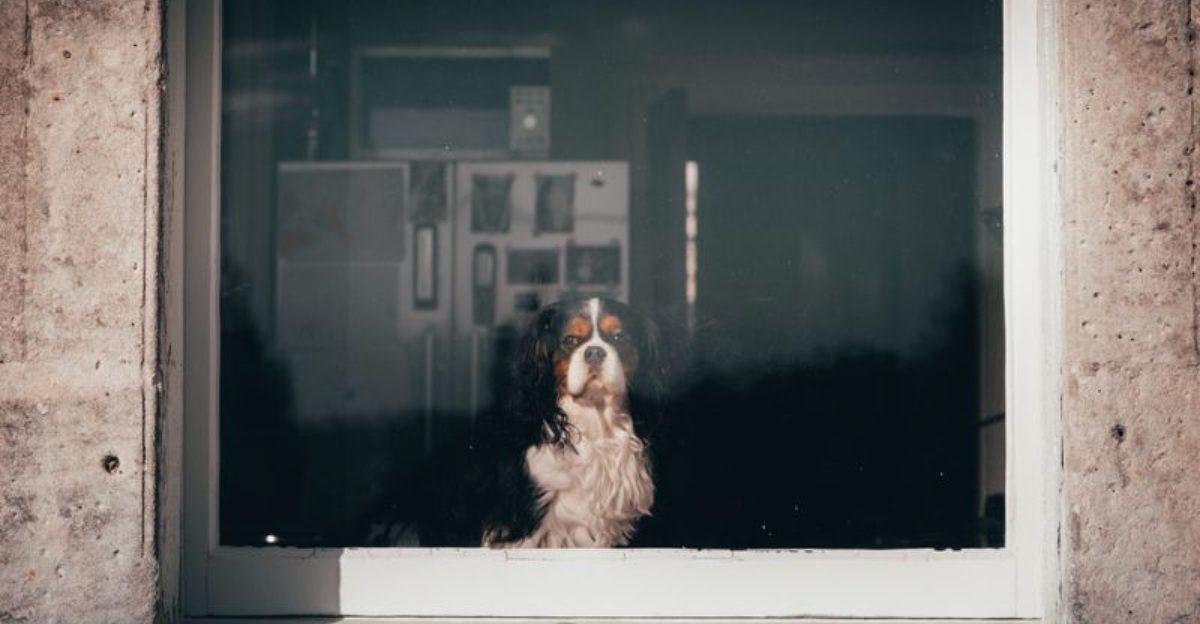 Forget the backyard question - city living tests dog breeds in completely different ways 1 featured image f13165ccd6e2 9b1267153a78