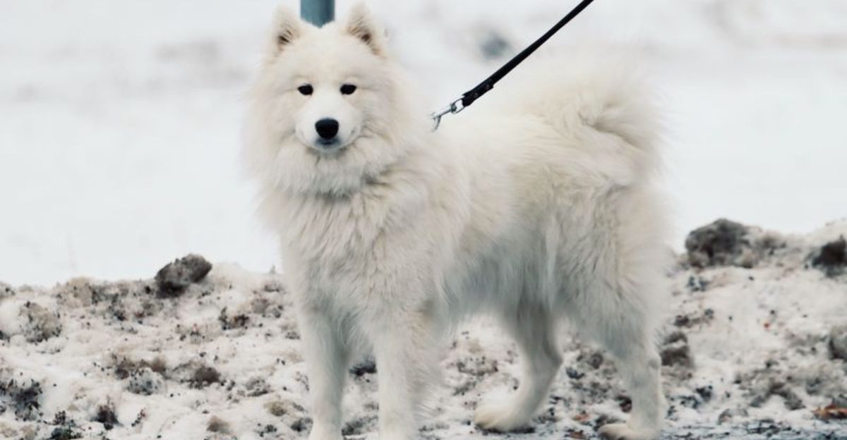 These dog breeds often treat freezing temperatures like the perfect playground 1 featured image f158dc76c2b4 28ad1c25b42a