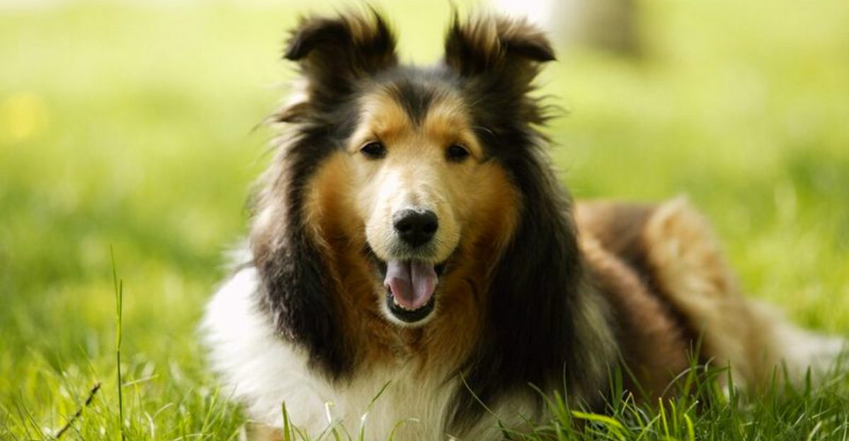 Owners who value consistency often return to these dog breeds again and again 1 featured image f44e20f67792