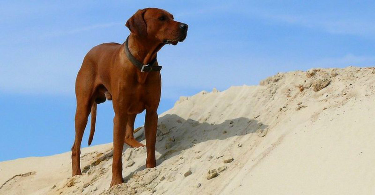 Aggression rarely appears from nowhere - these dog breeds can be especially challenging when signals are missed 1 featured image f829656020a9 3cc1f48c7ba3