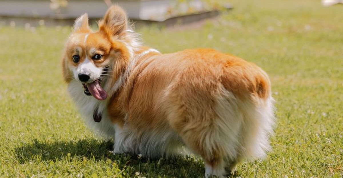 You may be retired, but these dog breeds have no intention of letting your walking shoes retire too 1 featured image f9f834c85497 7a5b395d06bc