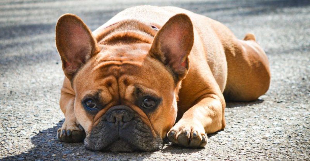 Warm weather isn't equally safe for every dog - and these breeds prove why 1 featured image fd5b537e6ce5 f93bda6c54ff