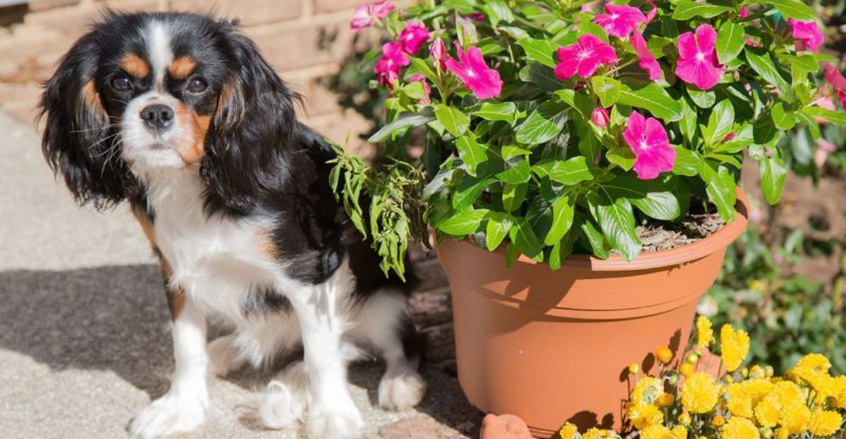 The happiest moments for these 12 dog breeds rarely happen in the middle of a crowd 1 featured image ff9e1eee3606