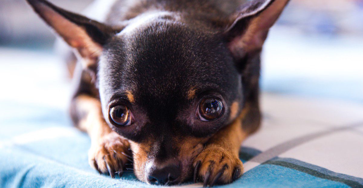 10 small dog breeds that quietly pick their person - plus 3 that refuse to choose sides 1 featured image 060b514678b7 24071d551c9e