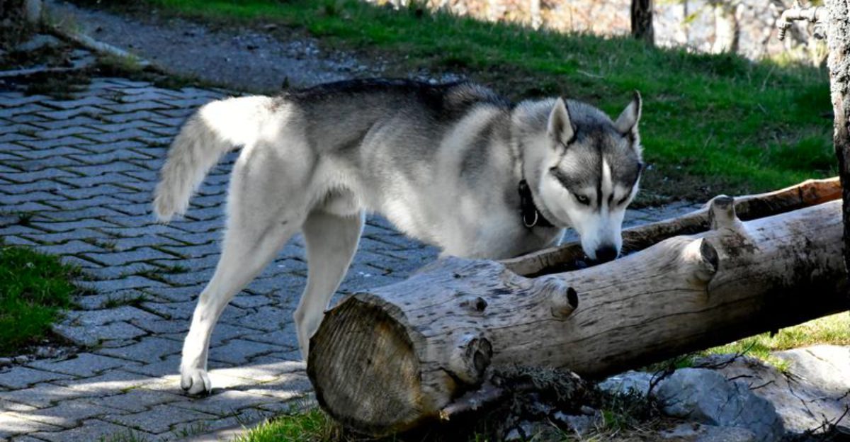 The young dog driving you completely crazy may eventually become the one you'd give anything to keep young 1 featured image 09c696ac2771 2530f13d2903