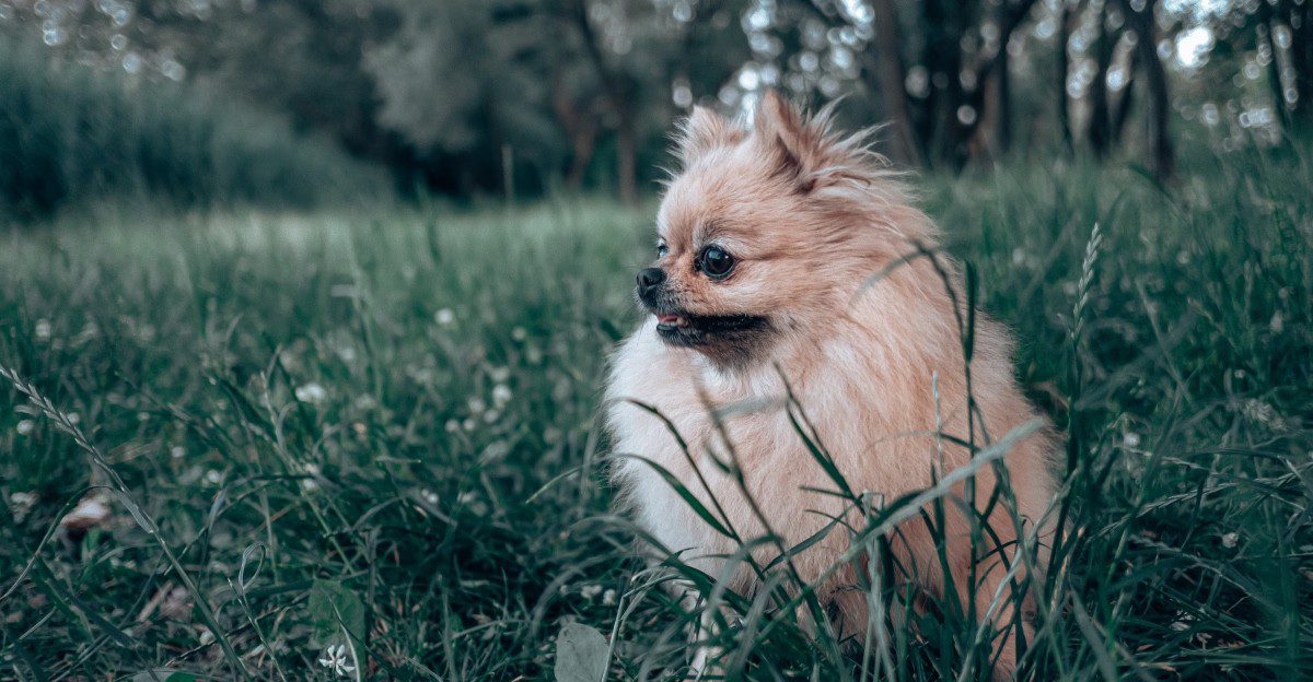 Think family dogs divide their affection equally? These breeds may create a very different pecking order 1 featured image 0c7aef1dec74 494150592b53